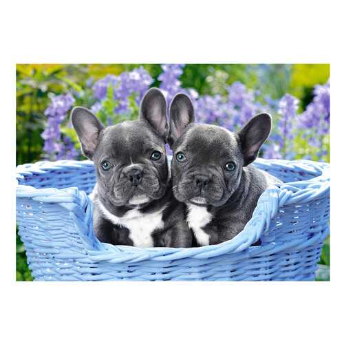 Пазл Castorland French bulldog puppies, 1000 элементов в Дети